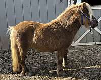 miniature-pony-for-sale