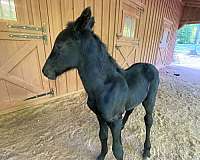 friesian-filly