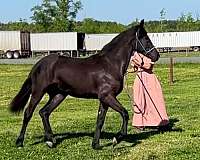 friesian-horse-for-sale