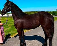 friesian-horse