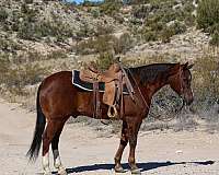 chestnut-blaze-rear-stockings-horse