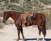 quarter-horse