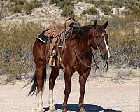 ranch-work-quarter-horse