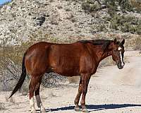 beginner-safe-quarter-horse