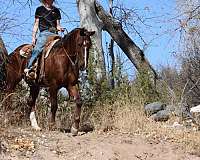 ranch-quarter-horse