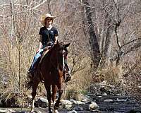 ranch-versatility-quarter-horse