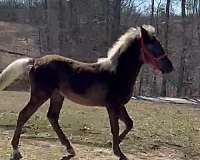 breeding-rocky-mountain-horse