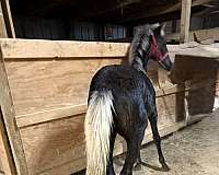 dappled-rocky-mountain-horse