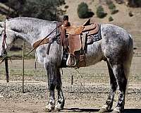 quarter-horse