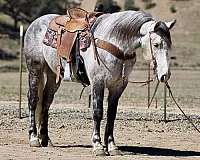 ranch-work-quarter-horse