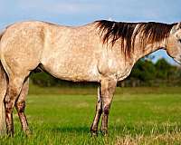 buckskin-none-horse