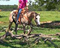 beginner-safe-quarter-horse