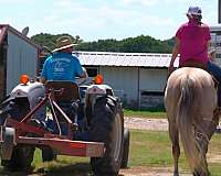 ranch-work-quarter-horse