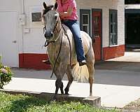 beginner-quarter-horse