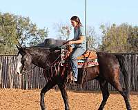 beginner-safe-quarter-horse