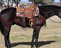 ranch-work-quarter-horse