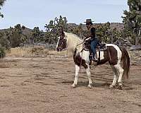 beginner-safe-tennessee-walking-horse