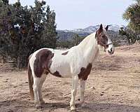 all-around-tennessee-walking-horse