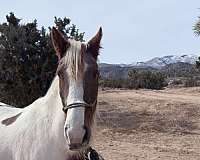 spotted-saddle-horse-tennessee-walking