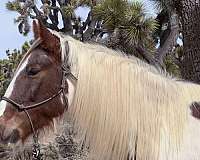 trail-tennessee-walking-horse