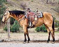 buckskin-blaze-horse