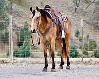 ranch-work-quarter-horse