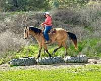 athletic-quarter-horse