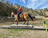 beginner-quarter-horse