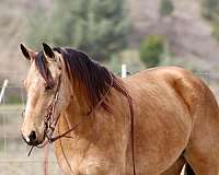 ranch-quarter-horse