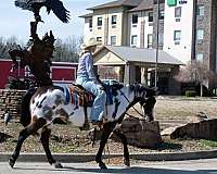 experienced-quarter-horse