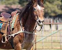 beginner-safe-draft-horse