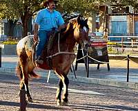 appaloosa-draft-horse