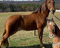 successfully-shown-tennessee-walking-horse