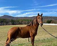 versatile-tennessee-walking-horse