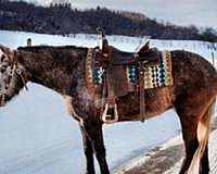 broodmare-prospect-draft-horse