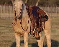 ranch-work-quarter-pony