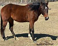 quarter-horse-mare