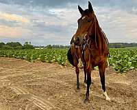 quarter-horse-for-sale