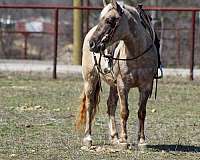 chocolate-trail-class-competition-pony