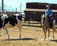 ranch-work-pony