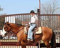 beginner-safe-quarter-horse