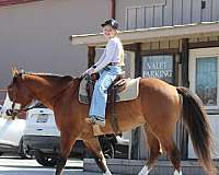 family-horse-quarter