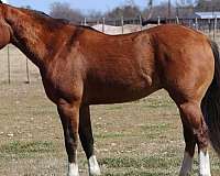 quarter-horse