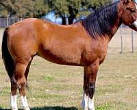 ranch-work-quarter-horse