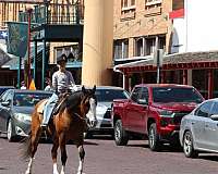 calf-roping-quarter-horse