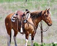 quarter-horse