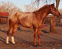 red-roan-appaloosa-horse