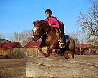 ranch-work-quarter-horse