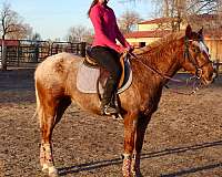 beginner-safe-quarter-horse