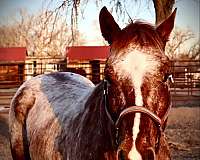 family-horse-quarter